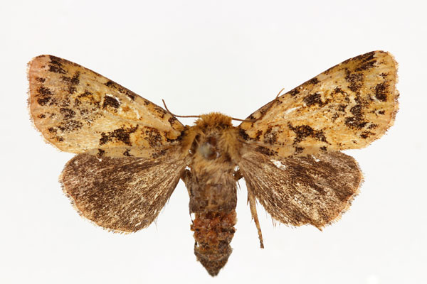 /filer/webapps/moths/media/images/J/jucunda_Nyodes_AF_RMCA.jpg