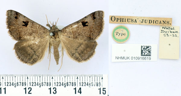 /filer/webapps/moths/media/images/J/judicans_Ophiusa_HT_BMNH.jpg