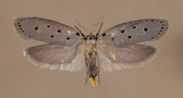 /filer/webapps/moths/media/images/J/judicialis_Ethmia_A_Butler.jpg