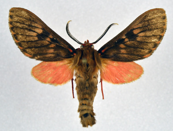 /filer/webapps/moths/media/images/J/judith_Hippurarctia_AM_NHMO.jpg