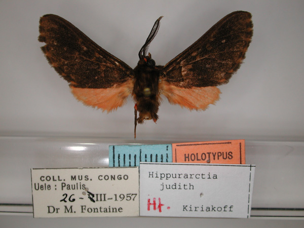 /filer/webapps/moths/media/images/J/judith_Hippurarctia_HT_RMCA_01.jpg