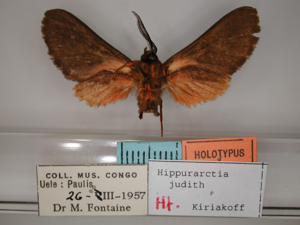 /filer/webapps/moths/media/images/J/judith_Hippurarctia_HT_RMCA_02.jpg
