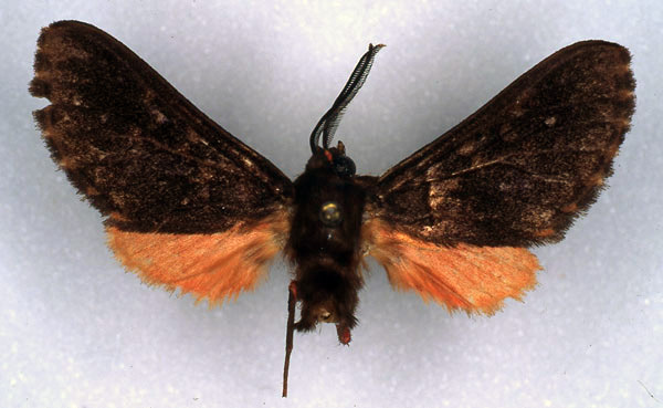 /filer/webapps/moths/media/images/J/judith_Hippurarctia_HT_RMCA_03.jpg