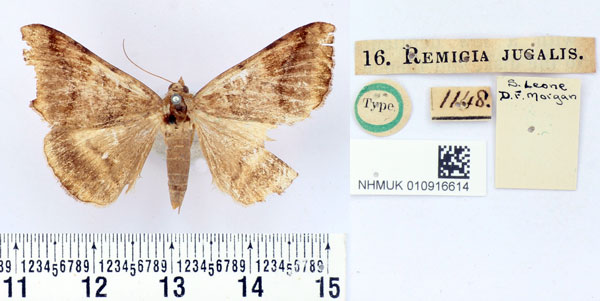 /filer/webapps/moths/media/images/J/jugalis_Remigia_HT_BMNH.jpg