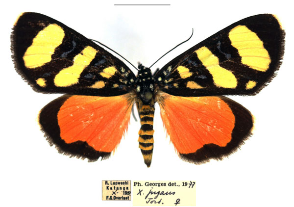/filer/webapps/moths/media/images/J/jugans_Heraclia_AF_RBINS_01.jpg
