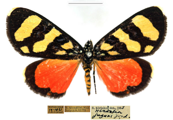 /filer/webapps/moths/media/images/J/jugans_Heraclia_AF_RBINS_02.jpg