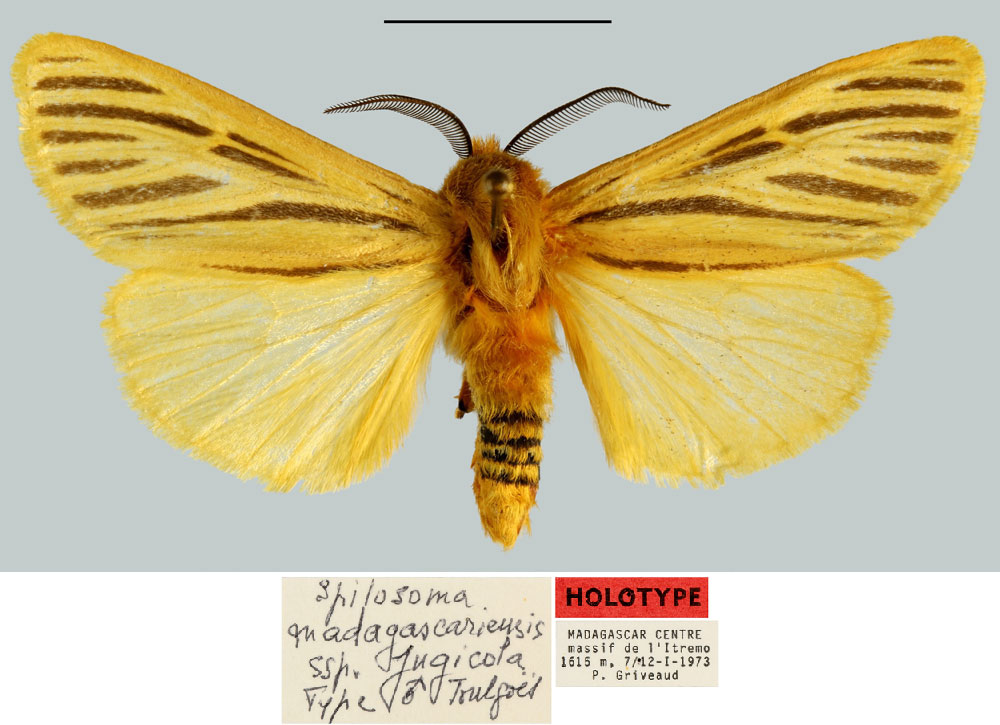/filer/webapps/moths/media/images/J/jugicola_Spilosoma_HT_MNHN.jpg