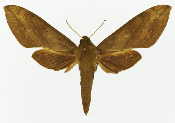 /filer/webapps/moths/media/images/J/jugurtha_Theretra_AF_Basquina.jpg