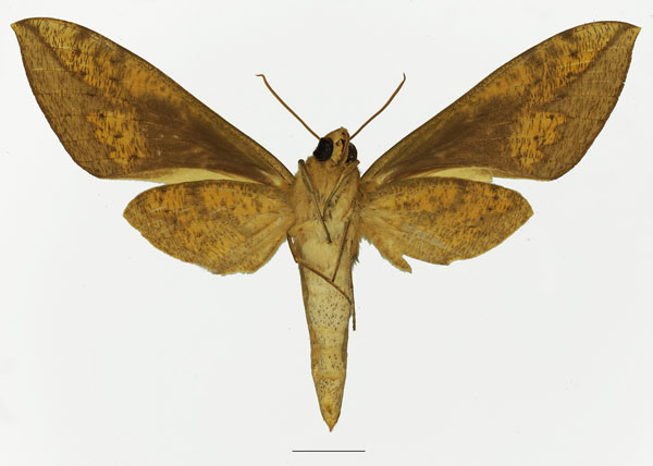 /filer/webapps/moths/media/images/J/jugurtha_Theretra_AF_Basquinb.jpg