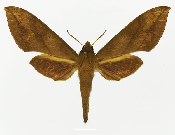 /filer/webapps/moths/media/images/J/jugurtha_Theretra_AM_Basquin_01a.jpg