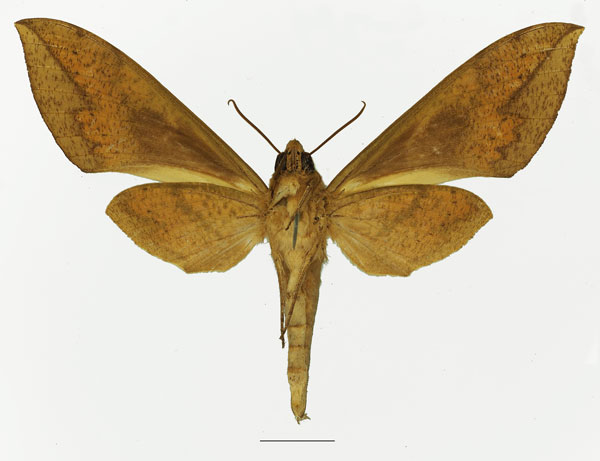 /filer/webapps/moths/media/images/J/jugurtha_Theretra_AM_Basquin_01b.jpg