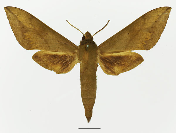 /filer/webapps/moths/media/images/J/jugurtha_Theretra_AM_Basquin_02a.jpg