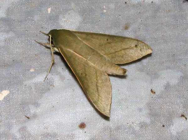 /filer/webapps/moths/media/images/J/jugurtha_Theretra_A_Goff.jpg