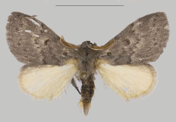 /filer/webapps/moths/media/images/J/julia_Dasychirinula_HT_USTTB.jpg