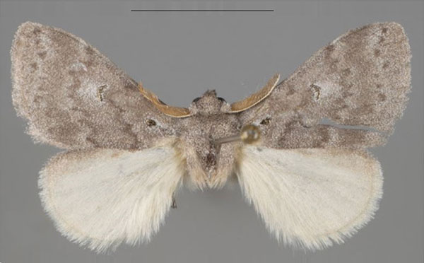 /filer/webapps/moths/media/images/J/julia_Dasychirinula_PTM_USTTB.jpg