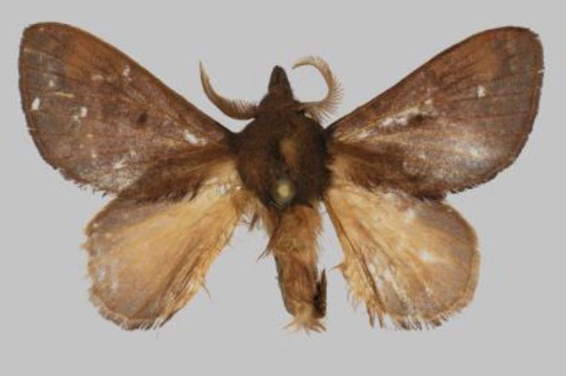 /filer/webapps/moths/media/images/J/julianjameseaton_Rhynchobombyx_HT_USTTB.jpg