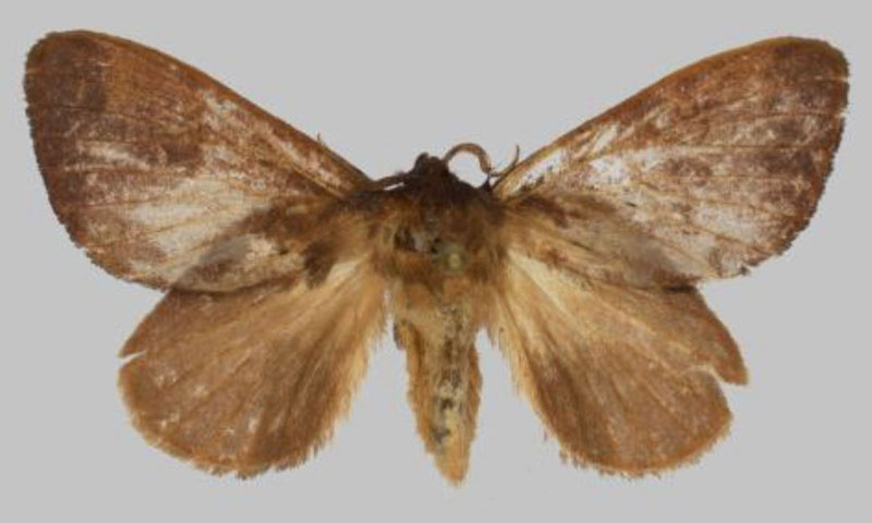 /filer/webapps/moths/media/images/J/julianjameseaton_Rhynchobombyx_PTF_USTTB.jpg