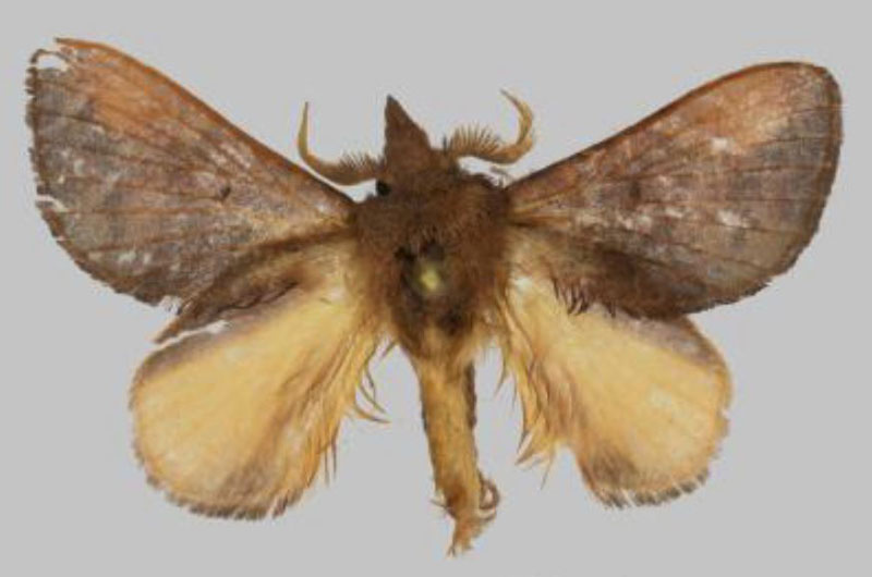 /filer/webapps/moths/media/images/J/julianjameseaton_Rhynchobombyx_PTM_USTTB.jpg