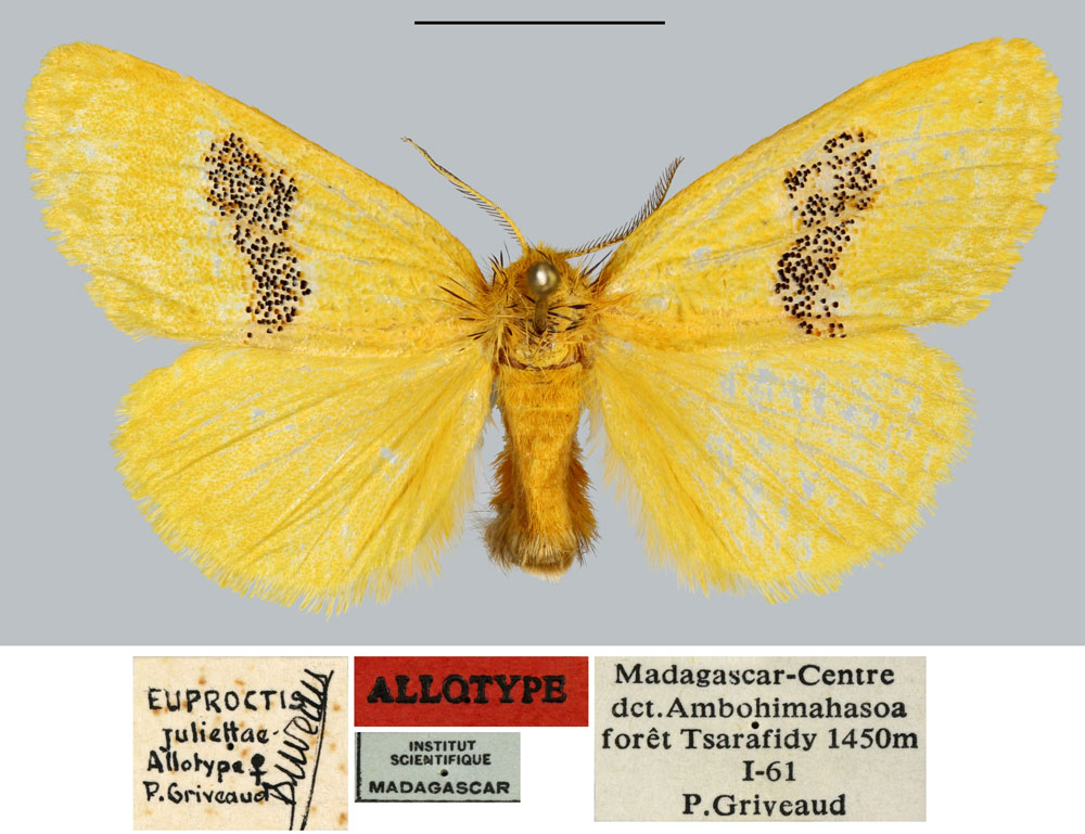 /filer/webapps/moths/media/images/J/juliettae_Euproctis_AT_MNHN.jpg