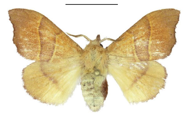 /filer/webapps/moths/media/images/J/juna_Soligena_AF_ANHRT.jpg