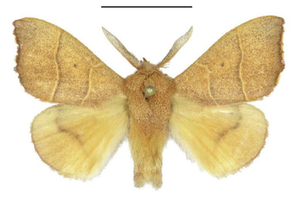 /filer/webapps/moths/media/images/J/juna_Soligena_AM_ANHRT_01.jpg