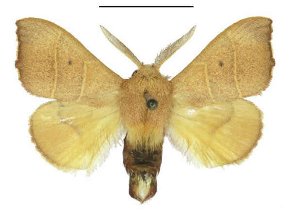 /filer/webapps/moths/media/images/J/juna_Soligena_AM_ANHRT_02.jpg