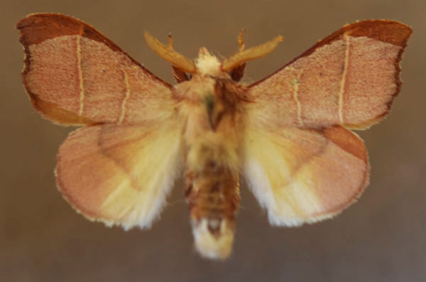 /filer/webapps/moths/media/images/J/juna_Soligena_AM_Butler.jpg