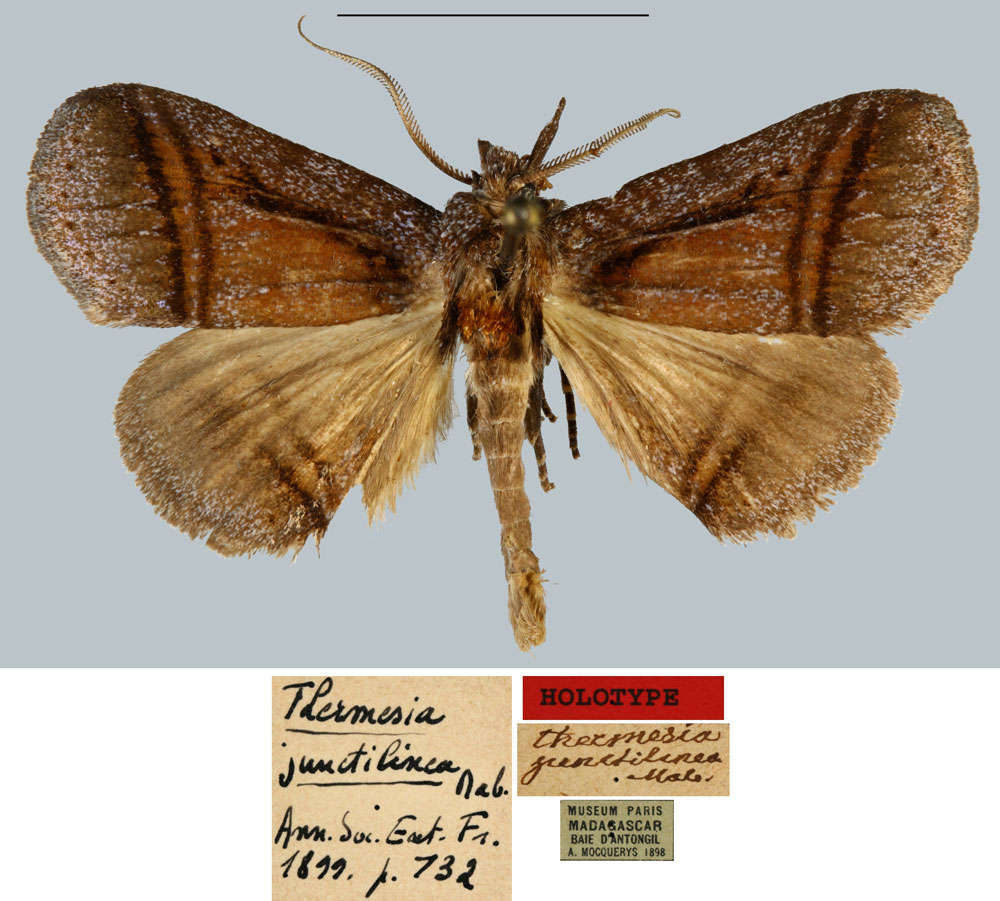 /filer/webapps/moths/media/images/J/junctilinea_Thermesia_HT_MNHN.jpg