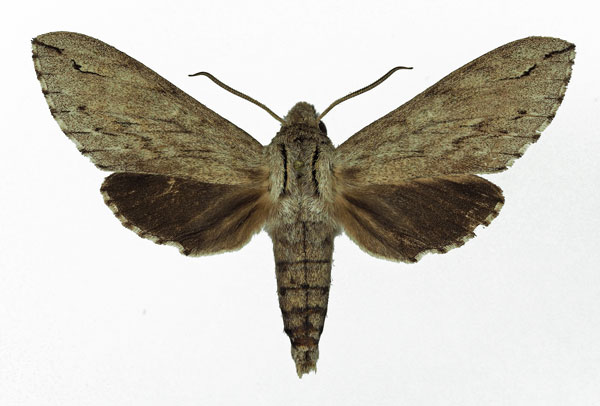 /filer/webapps/moths/media/images/J/juniperi_Oligographa_AM_Basquin_02.jpg