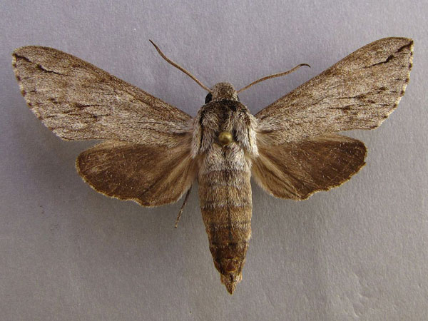 /filer/webapps/moths/media/images/J/juniperi_Oligographa_A_Baron_01.jpg