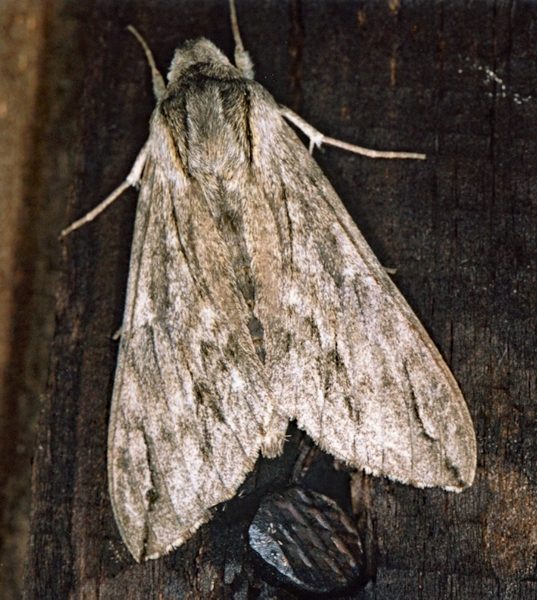 /filer/webapps/moths/media/images/J/juniperi_Oligographa_A_Roland_01.jpg