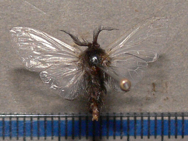 /filer/webapps/moths/media/images/J/junodi_Chaliopsis_A_Goff.jpg