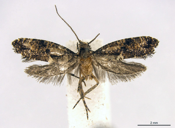 /filer/webapps/moths/media/images/J/juratae_Acrolepiopsis_HT_Gaedike.jpg