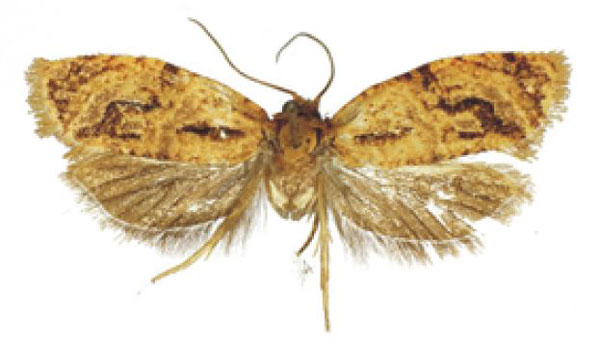 /filer/webapps/moths/media/images/J/juratae_Congoprinsia_HT_RMCA.jpg