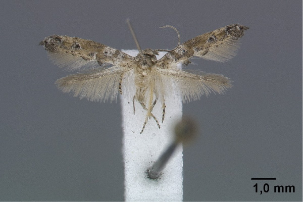 /filer/webapps/moths/media/images/J/juratae_Inuncus_HT_Gaedike_01.jpg