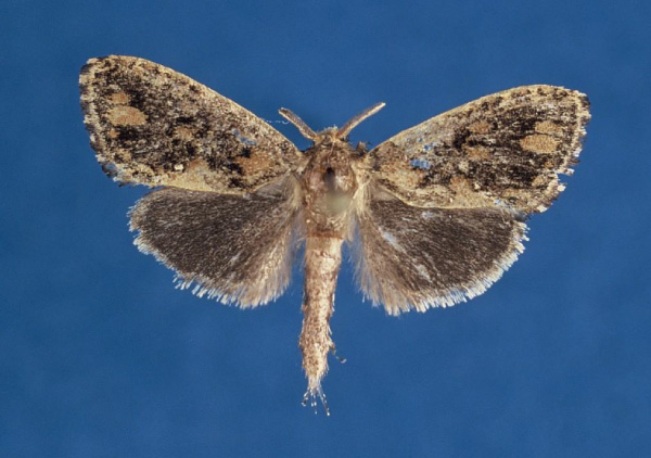 /filer/webapps/moths/media/images/J/jurateae_Ortharbela_HT_NHMO.jpg