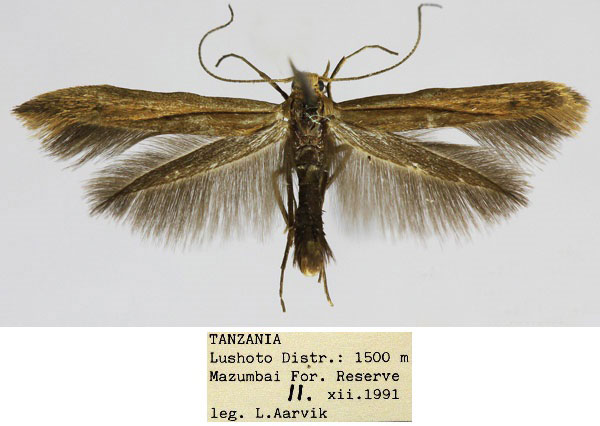 /filer/webapps/moths/media/images/J/jurateae_Scythris_HT_NHMO_B7o9et6.jpg