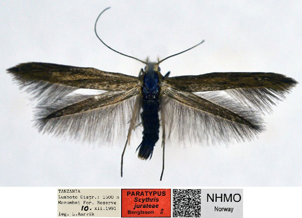 /filer/webapps/moths/media/images/J/jurateae_Scythris_PT_NHMO_sRmmsAE.jpg