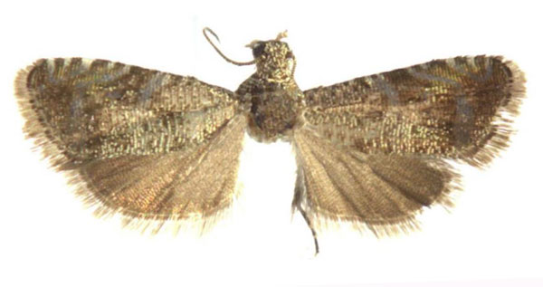 /filer/webapps/moths/media/images/J/juratedeprinsi_Coccothera_HT_ZMUC.jpg