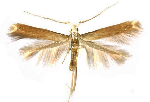 /filer/webapps/moths/media/images/J/jurateella_Coleophora_PTM_ZMHB.jpg