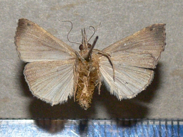/filer/webapps/moths/media/images/J/jussalis_Hypena_A_Goffb_01.jpg