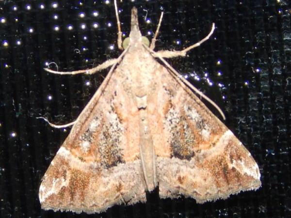 /filer/webapps/moths/media/images/J/jussalis_Hypena_A_Grobler.jpg