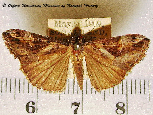 /filer/webapps/moths/media/images/J/jussalis_Hypena_A_OUMNH.jpg