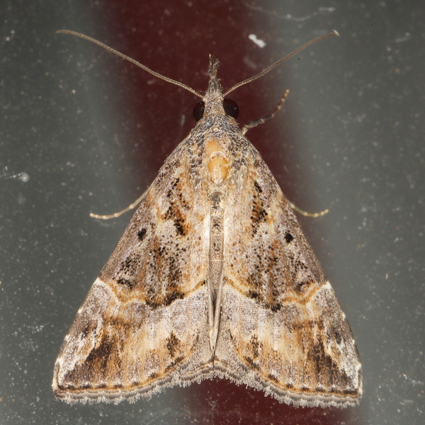 /filer/webapps/moths/media/images/J/jussalis_Hypena__A_Heyns_01.JPG