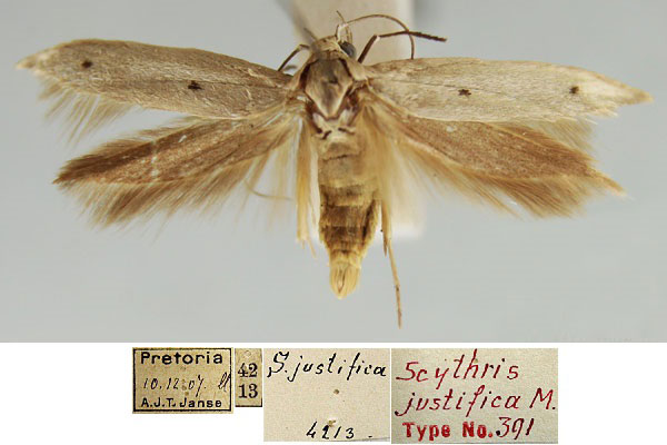 /filer/webapps/moths/media/images/J/justifica_Scythris_HT_TMSA_eXKBMpV.jpg