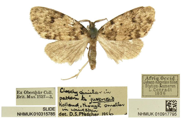 /filer/webapps/moths/media/images/J/juvenis_Lithosiccia_AM_BMNH.jpg