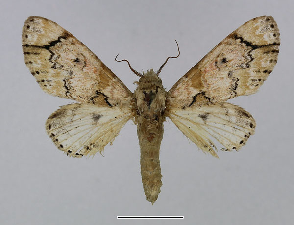 /filer/webapps/moths/media/images/J/juvenis_Thiacidas_AM_Basquin_01.jpg