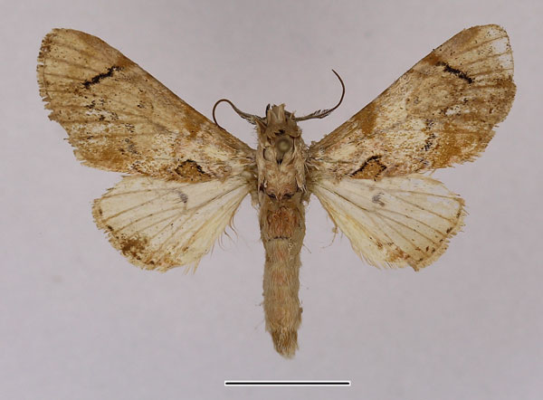 /filer/webapps/moths/media/images/J/juvenis_Thiacidas_AM_Basquin_02.jpg