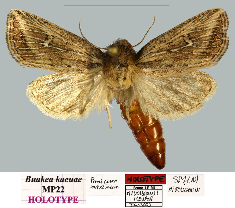 /filer/webapps/moths/media/images/K/kaeuae_Buakea_HT_MNHNa.jpg