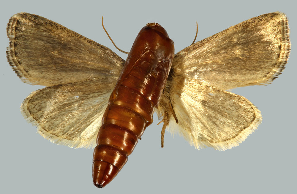 /filer/webapps/moths/media/images/K/kaeuae_Buakea_HT_MNHNb.jpg